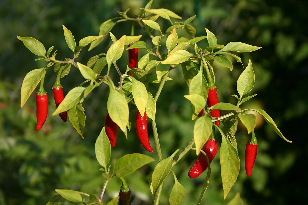 Chilies growing on a bush