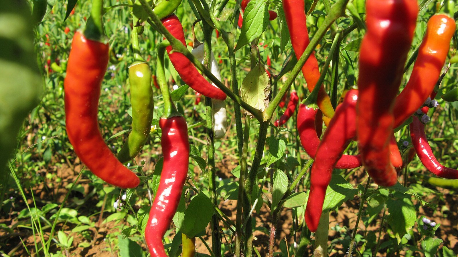Red chilies ripening on the plant