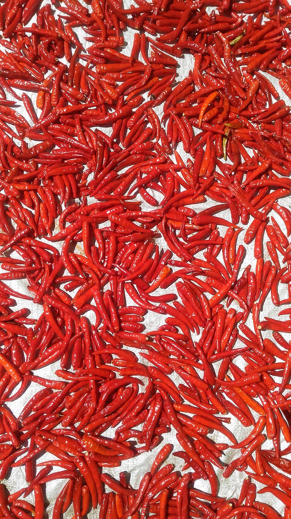 Red chilies drying in the sun