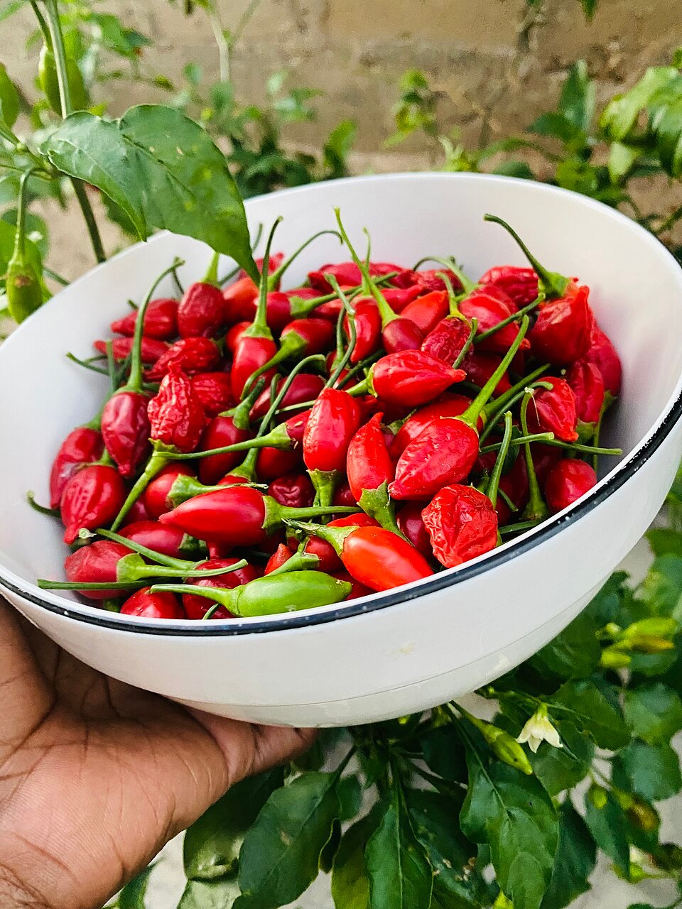 A white bowl filled with red chilies