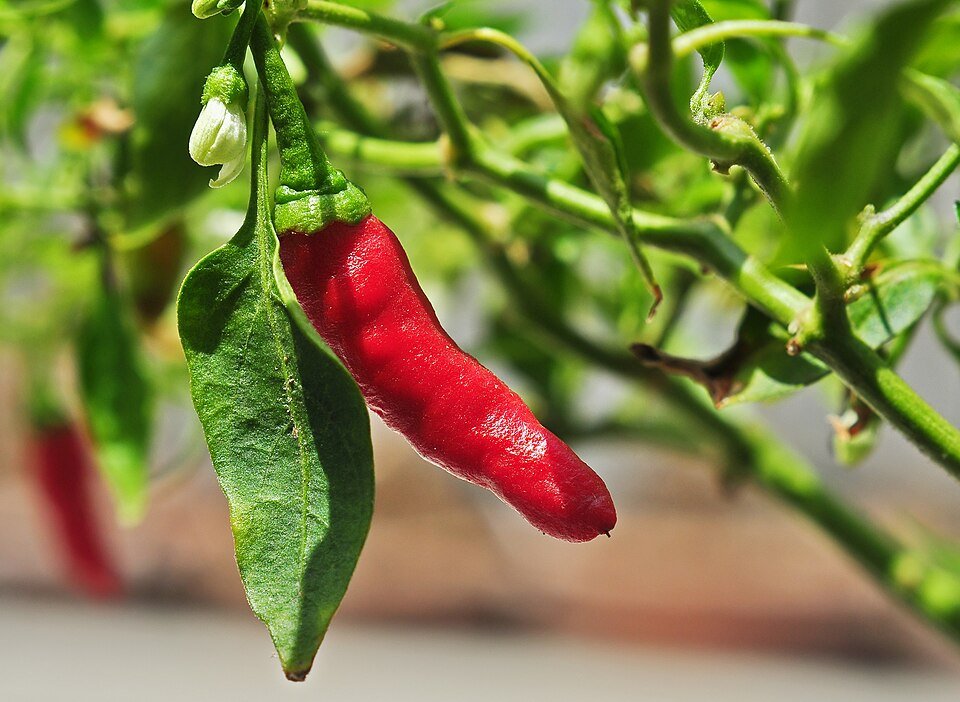 A red chili ripening on the plant